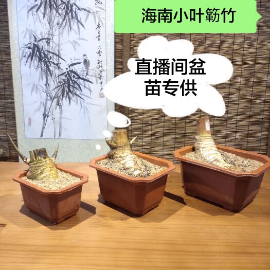 文昌市海南小叶簕竹簕竹盆景素材簕竹标准化盆苗批发供货