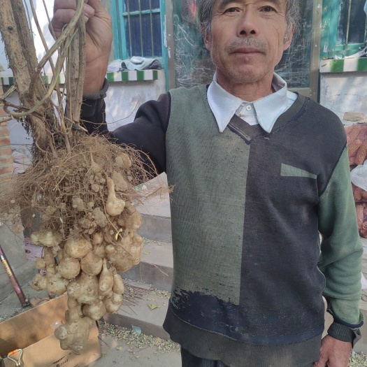 鲁西南沙地洋姜出土啦