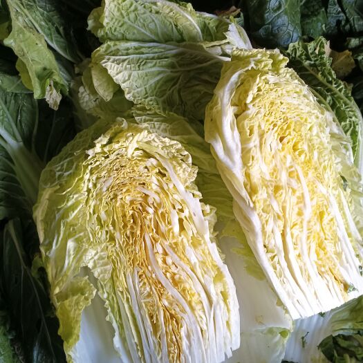 冕宁县大白菜  黄心白菜