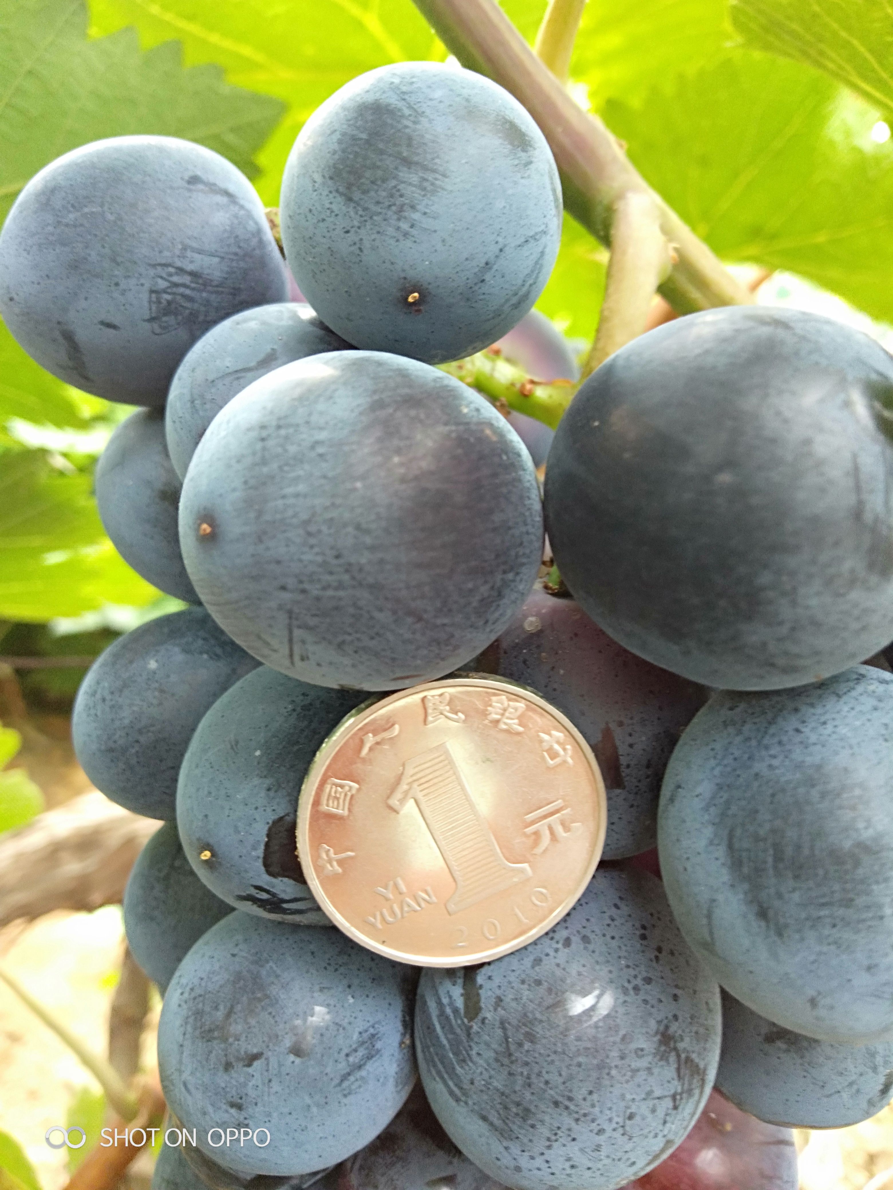 宝光葡萄苗，早熟大粒，不用保花保果，口感香甜脆，抗病产量高