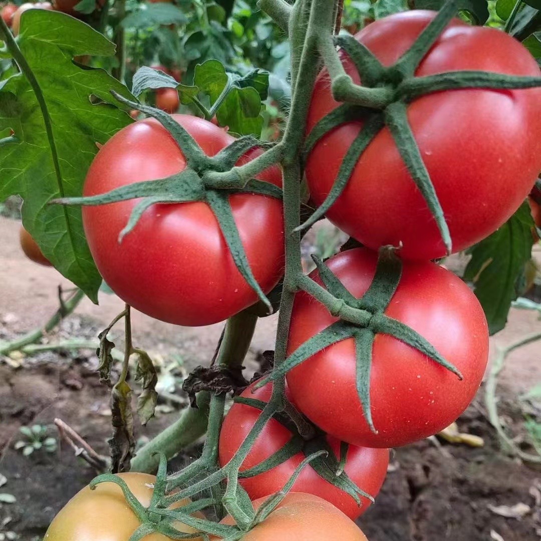 莘县山东聊城大红西红柿生产基地专业代收代发电商商超番茄以色列大红