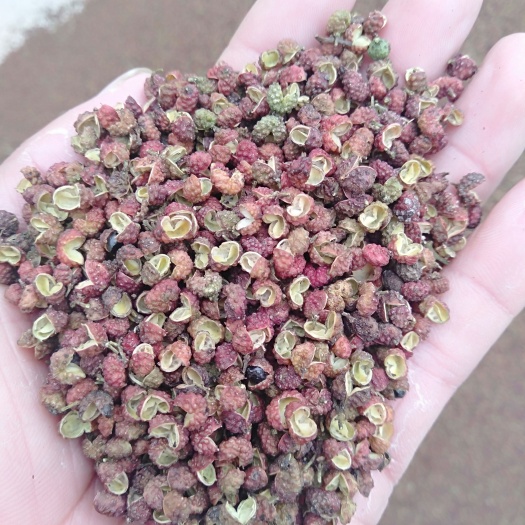 永善县青花椒，转红椒云南青花椒转红椒