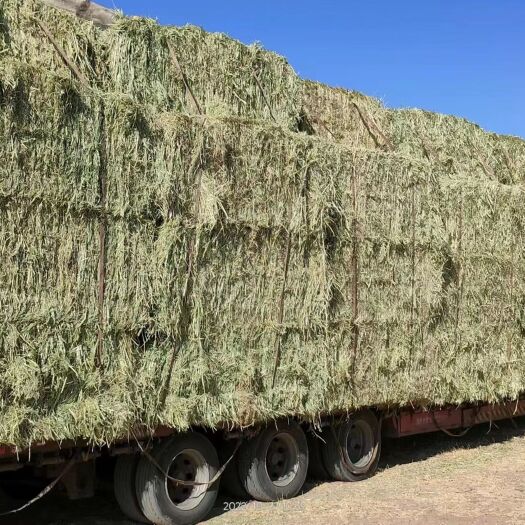 敖汉旗天山燕麦