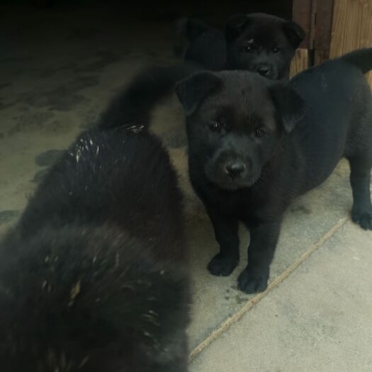 全南县黑犬