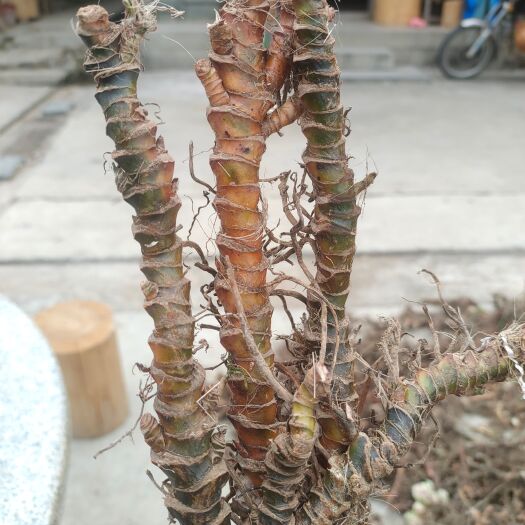 安溪县纯石菖蒲