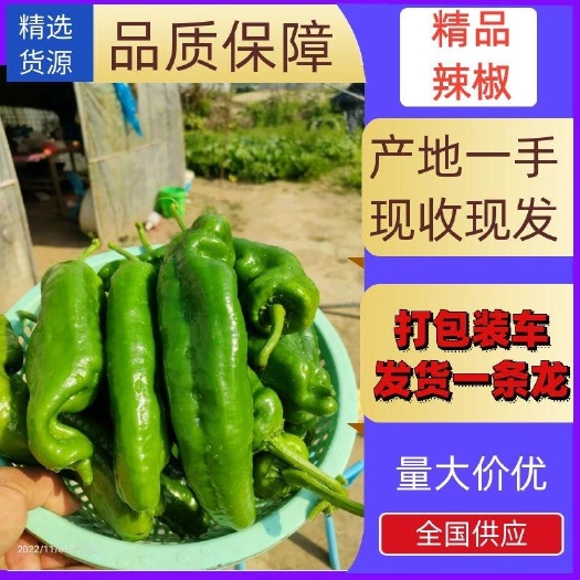 江苏东台鲜辣椒基地直供一手货源商超批发市场电商对接