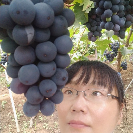 卢龙县蜜光葡萄苗，早熟玫瑰香型，脆甜多汁，抗病产量高，自然坐果好