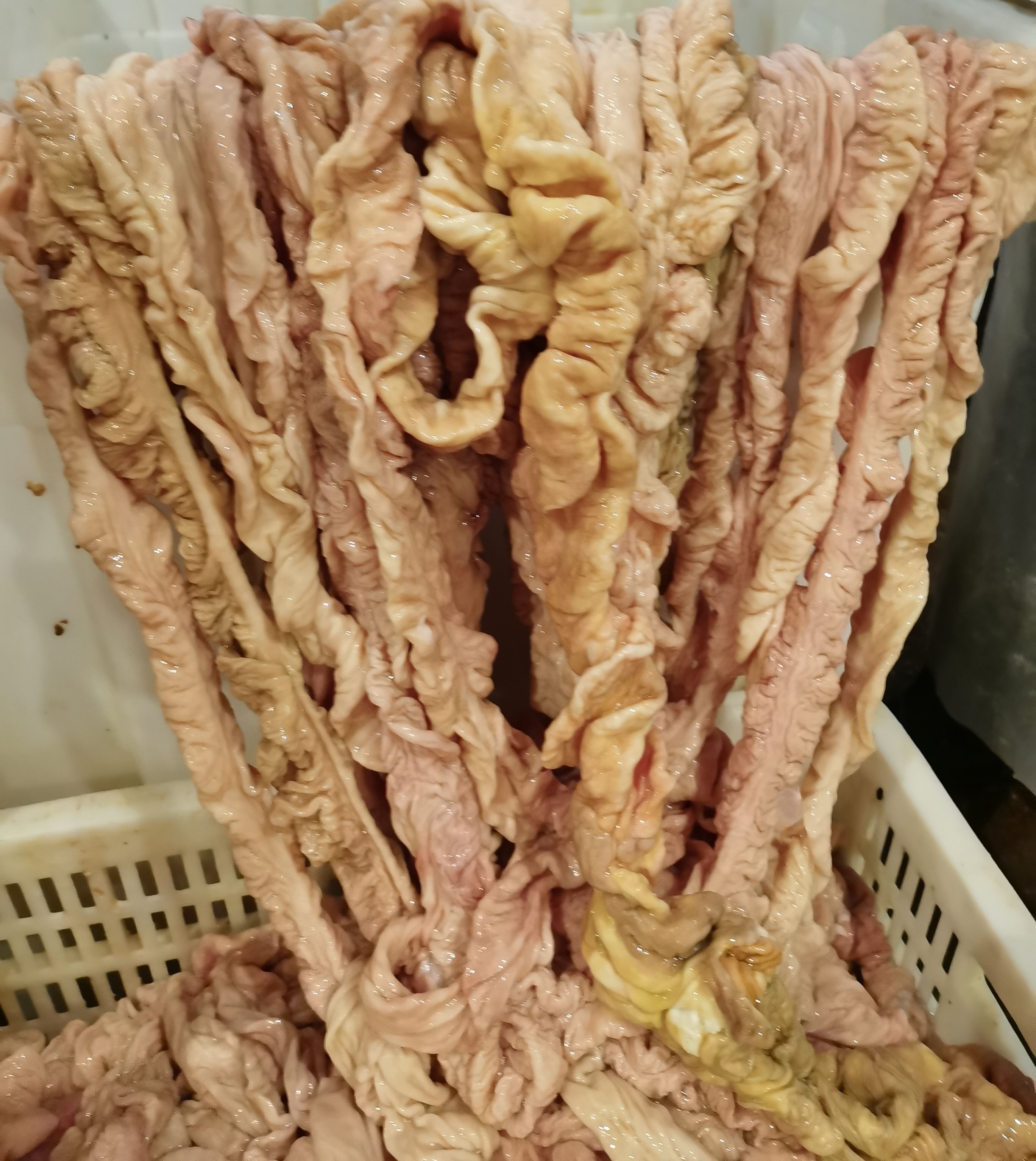 新鲜猪大肠，生肥肠，预煮肥肠。