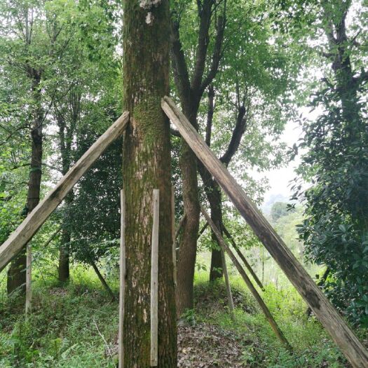 长沙香樟树
