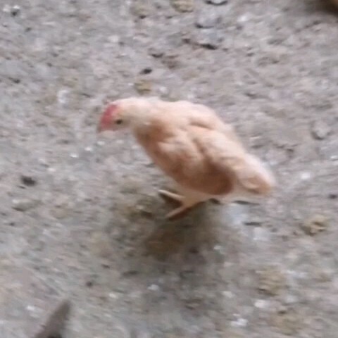 阳江三黄鸡苗