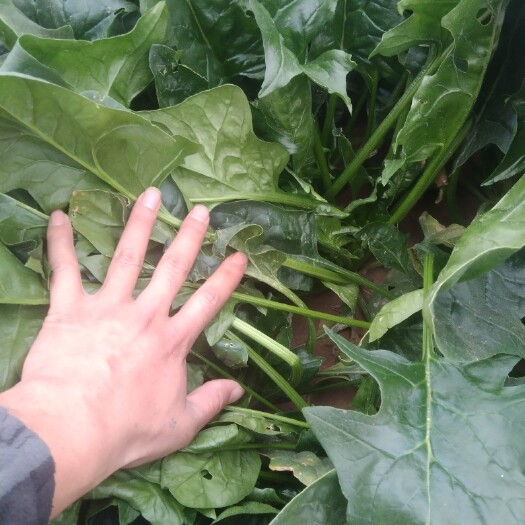 大名县800亩优质菠菜急于出售适合市场及各大蔬菜加工厂