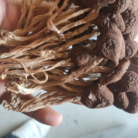 惠州广昌茶树菇