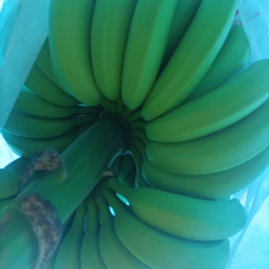 金平县云南精品香蕉