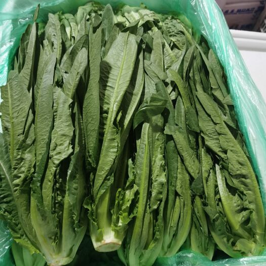 杭州油麦菜