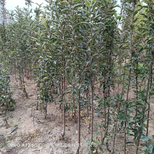 泰安二公分以上苹果树苗，占地荒山绿化