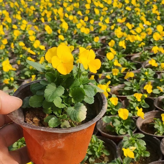 莒南县角堇冬季草花耐寒草花