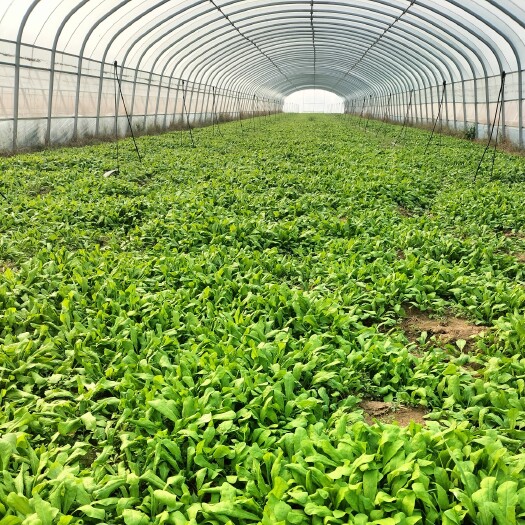 睢县野生菜荠菜荠荠菜