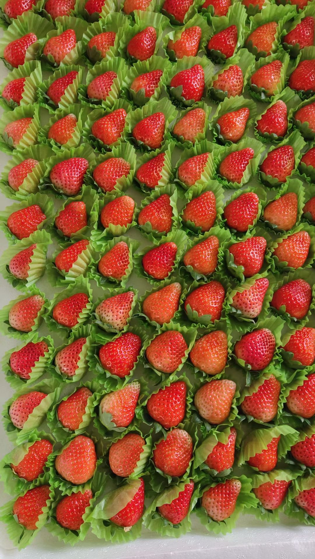 阜阳天仙醉草莓 新鲜奶油草莓 果园现摘 安徽阜阳草莓新鲜草莓当天