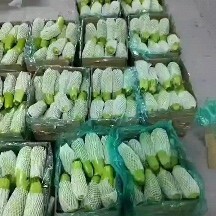 灌云县精品西葫芦，绿皮西葫芦上线出售！