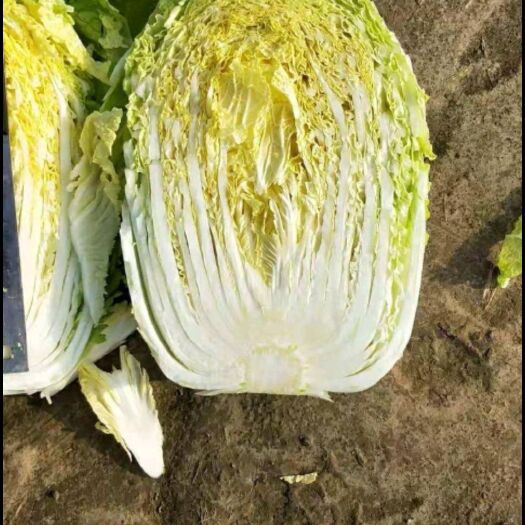 夏邑县黄心大白菜