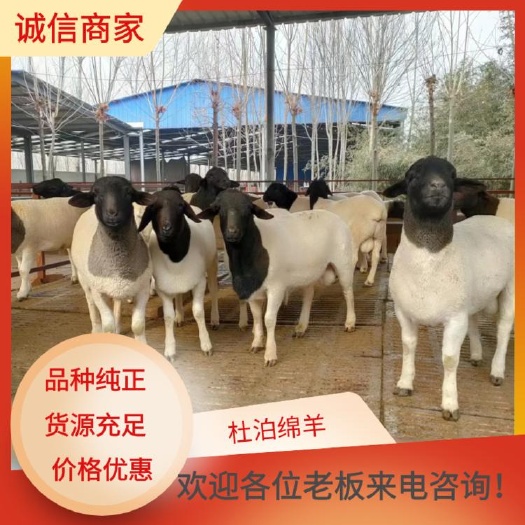 郓城县绵羊  杜泊羊 杜泊分白头杜泊和黑头杜泊原产地南非，早期生长