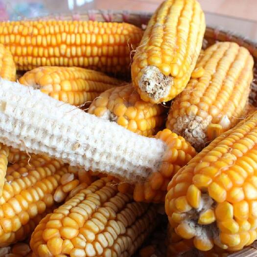 百色广西干玉米，人可以食用干净无杂质