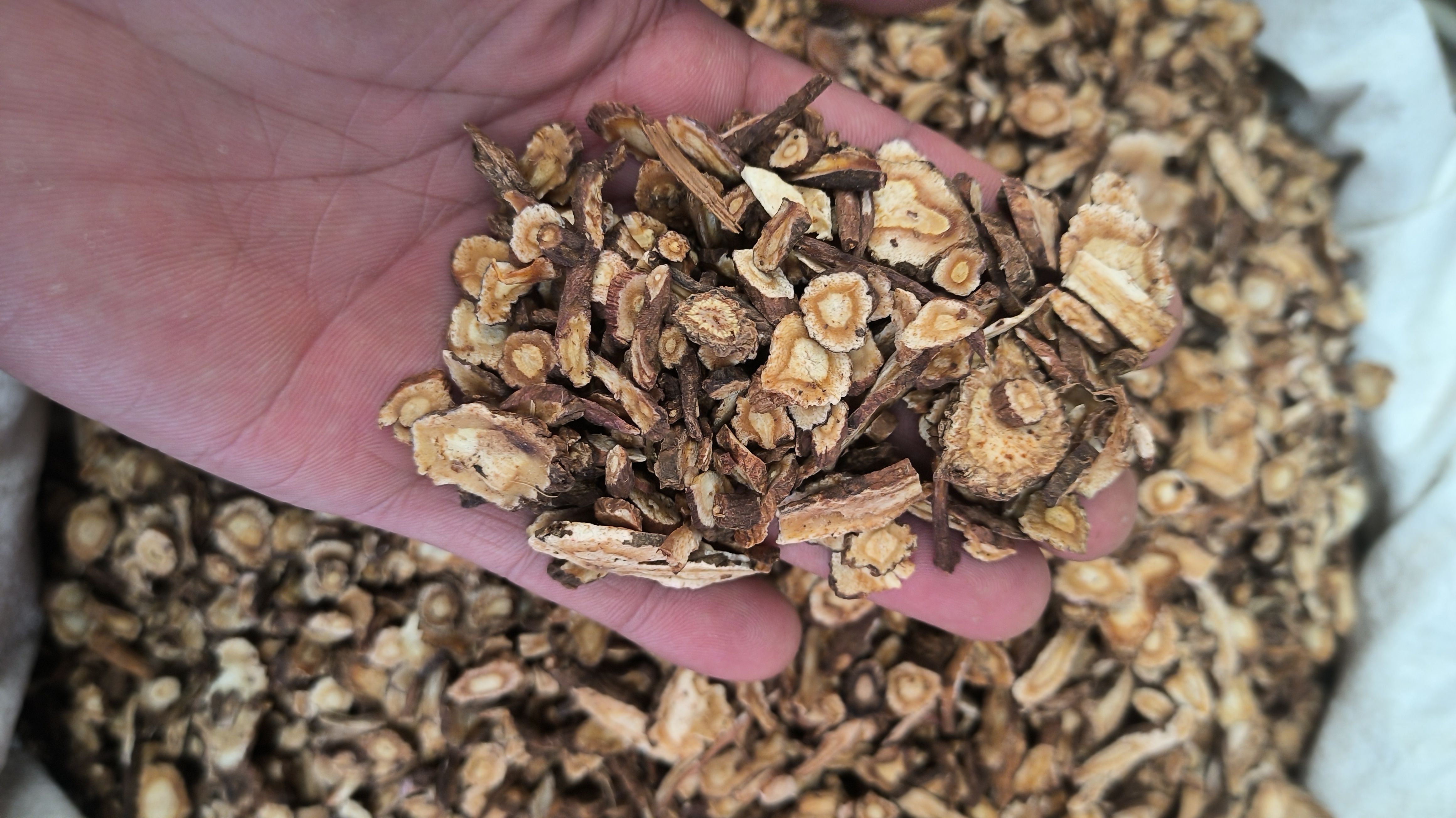 前胡 优质选片 无硫质量保证 批发零售各种中药材量大从优