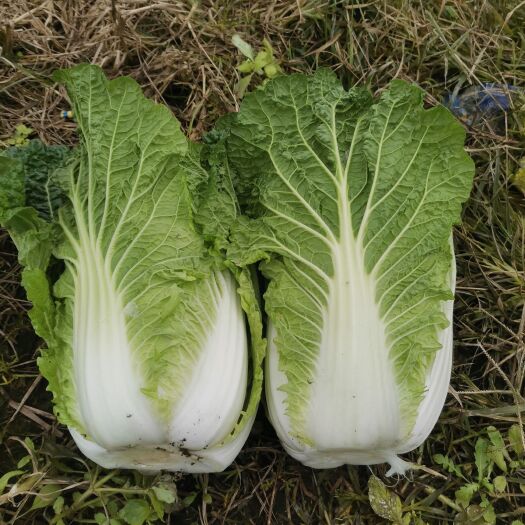 绵阳大白菜