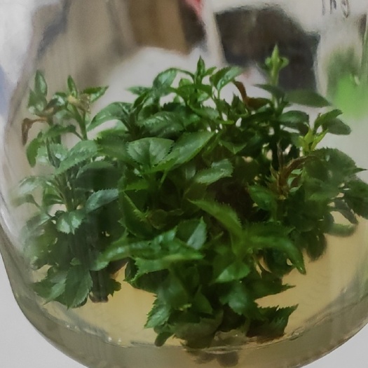 新泰市脱毒果树种苗