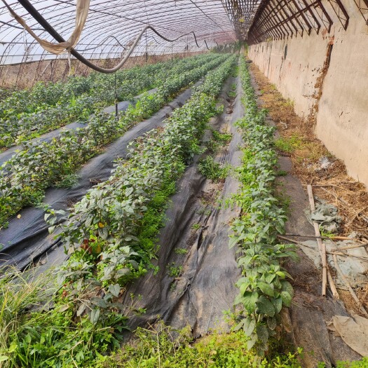 新泰市苹果抗重插砧木935