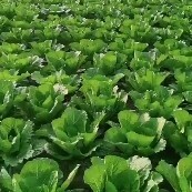 钟祥市湖北荆门精品黄心大白菜