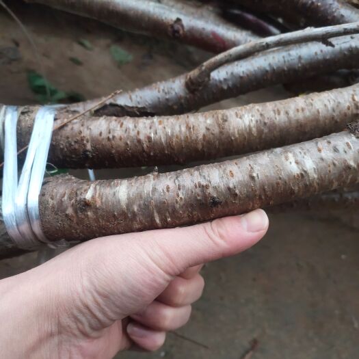 苍溪县车厘子大樱桃苗，挂果树，