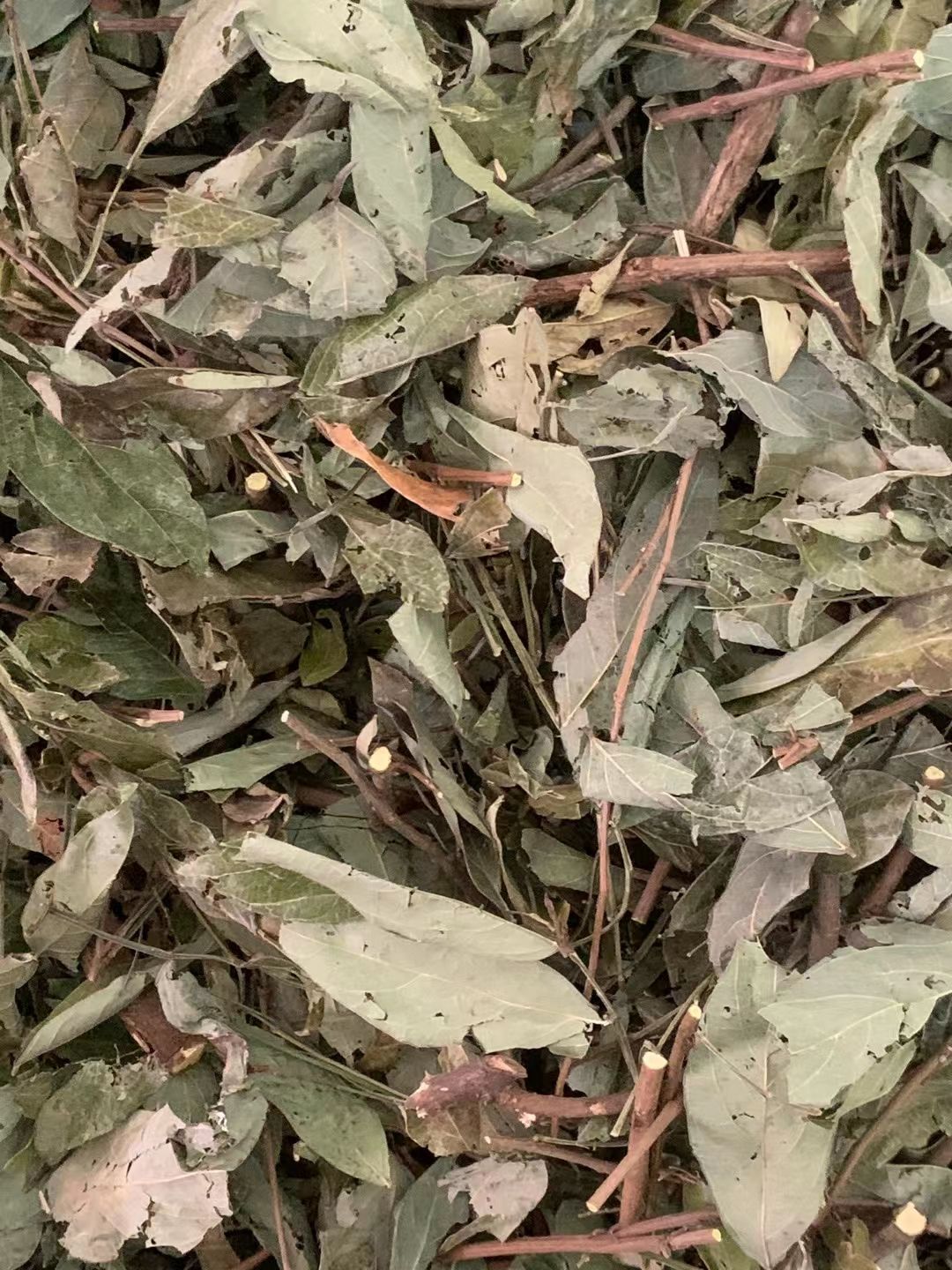 长期供应{饿蚂蝗}可批量可零售量大从优【包邮】