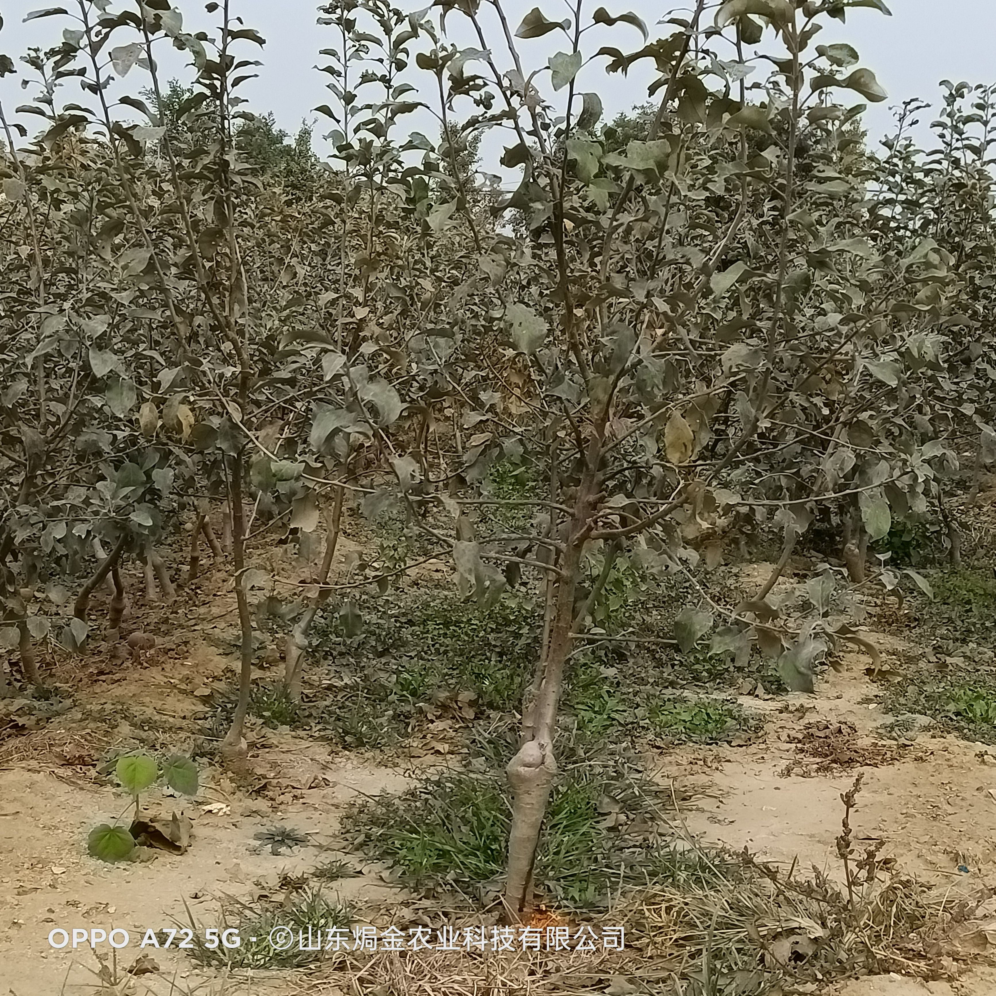 二公分以上苹果树苗，占地荒山绿化