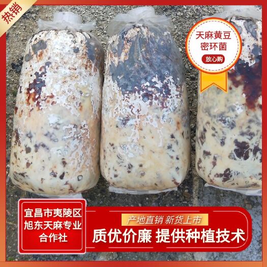 宜昌天麻蜜环菌种  厂家直销优质黄豆蜜环菌 天麻种子
