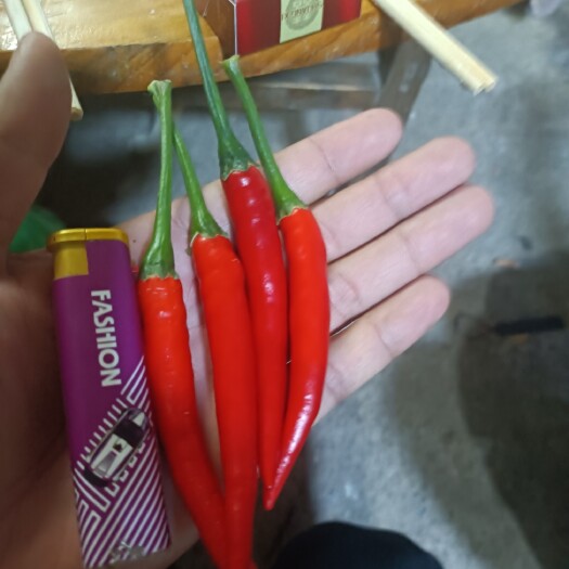 博白县指天椒