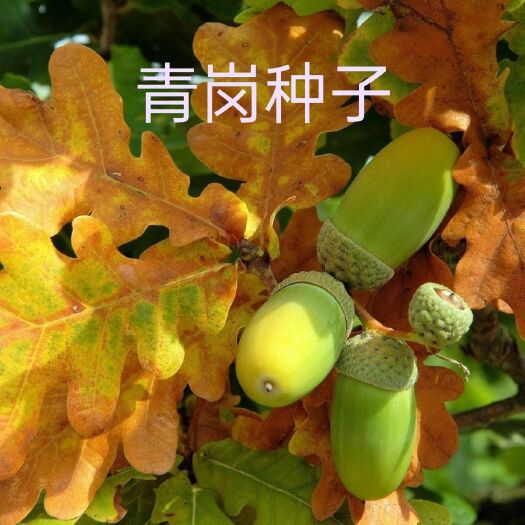 紫云县贵州野生青岗子青岗栎橡子栎