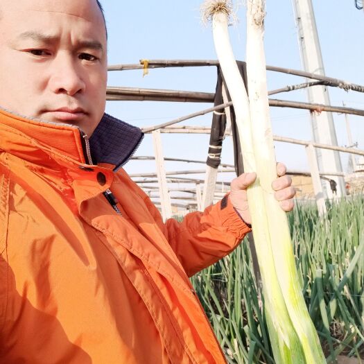 保定高白大葱