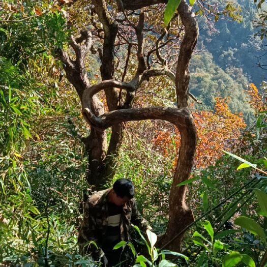奉节高山杜鹃