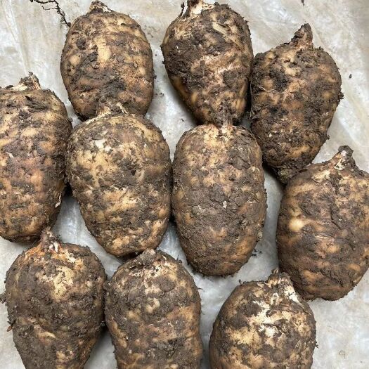 彝良县小草坝新鲜天麻统装