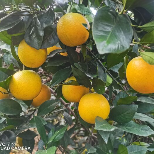 麻阳县湖南麻阳冰糖橙