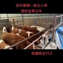 张北县西门塔尔牛