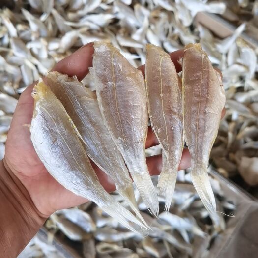北海金丝红杉鱼  金线红杉鱼干