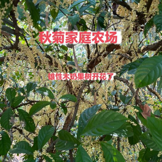 防城港木奶果雄性嫁接苗杯苗（授粉树）