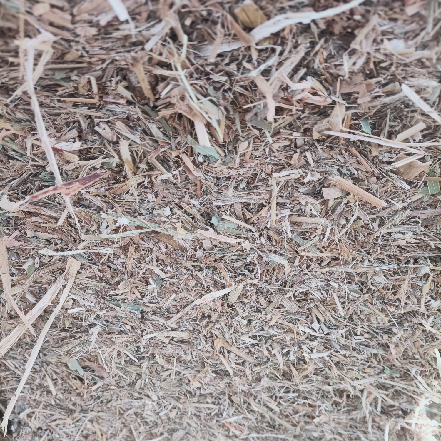 优质的玉米秸秆