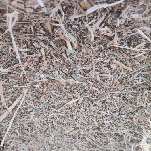 正阳县优质的玉米秸秆