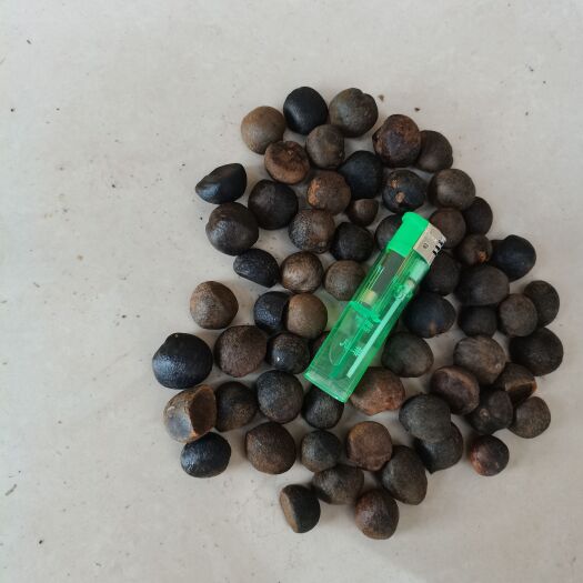 望谟县油茶籽