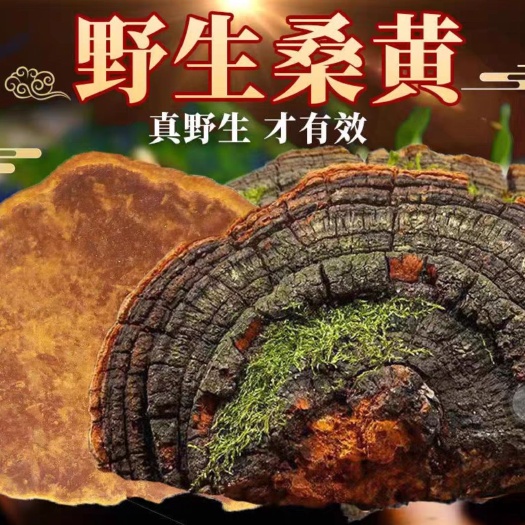亳州桑黄 西藏桑树桑黄 优质桑黄 规格齐全 货源充足闪电发货