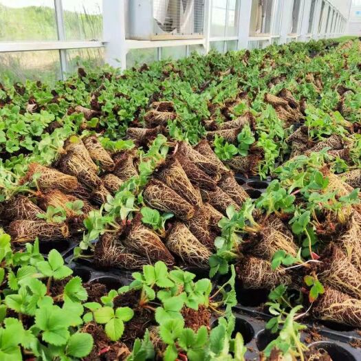 高密市妙香7号草莓苗适应性强  育苗专用 苗木健壮 无病害