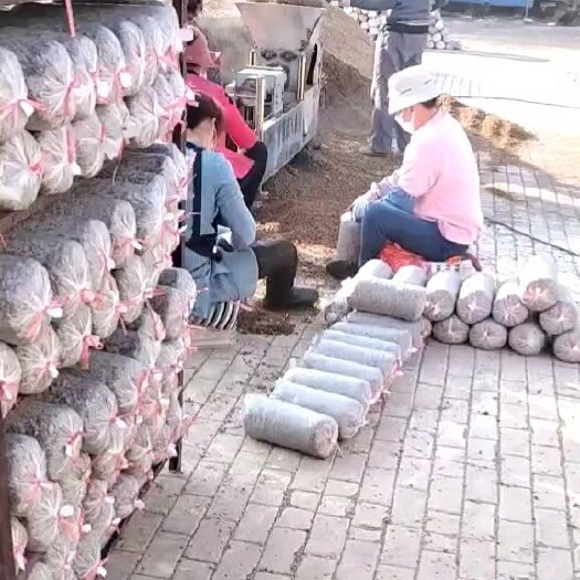 淄博本场地常年出售平菇榆黄蘑出菇菌包